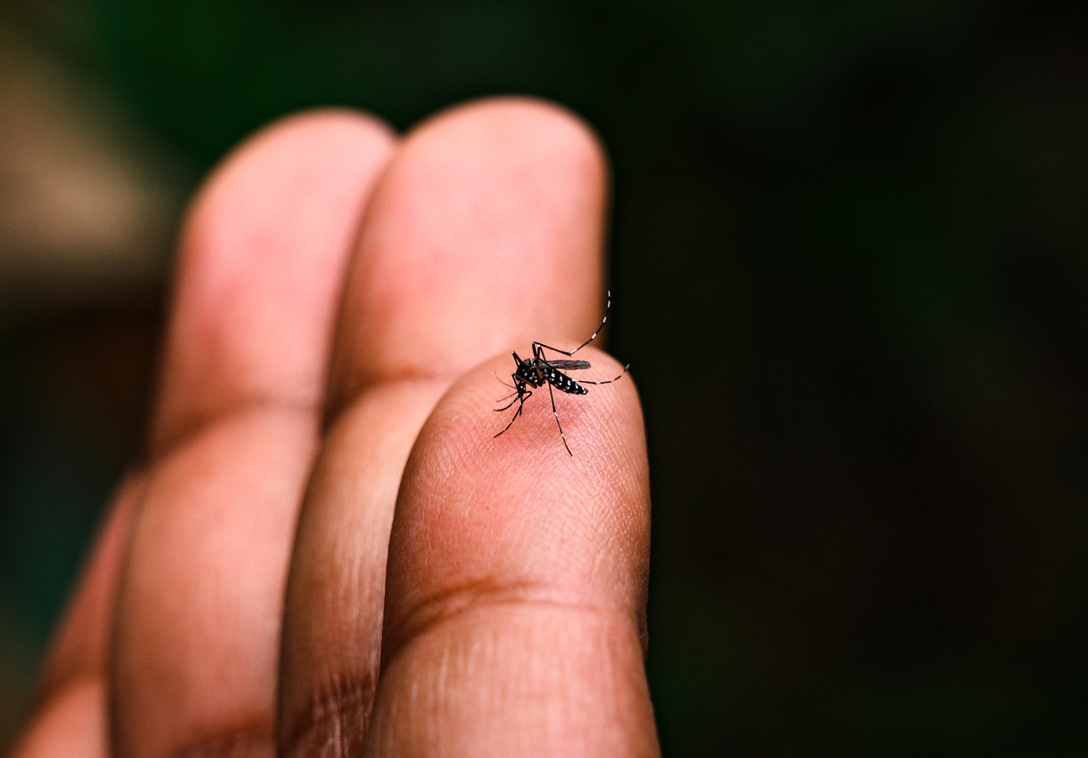 Un moustique noir à rayures blanches est posé sur le bout du doigt d'une personne.